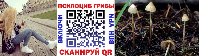 Псилоцибиновые грибы Psilocybine cubensis  купить  цена  Ростов 